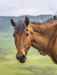 Portrait of a Tibetan horse